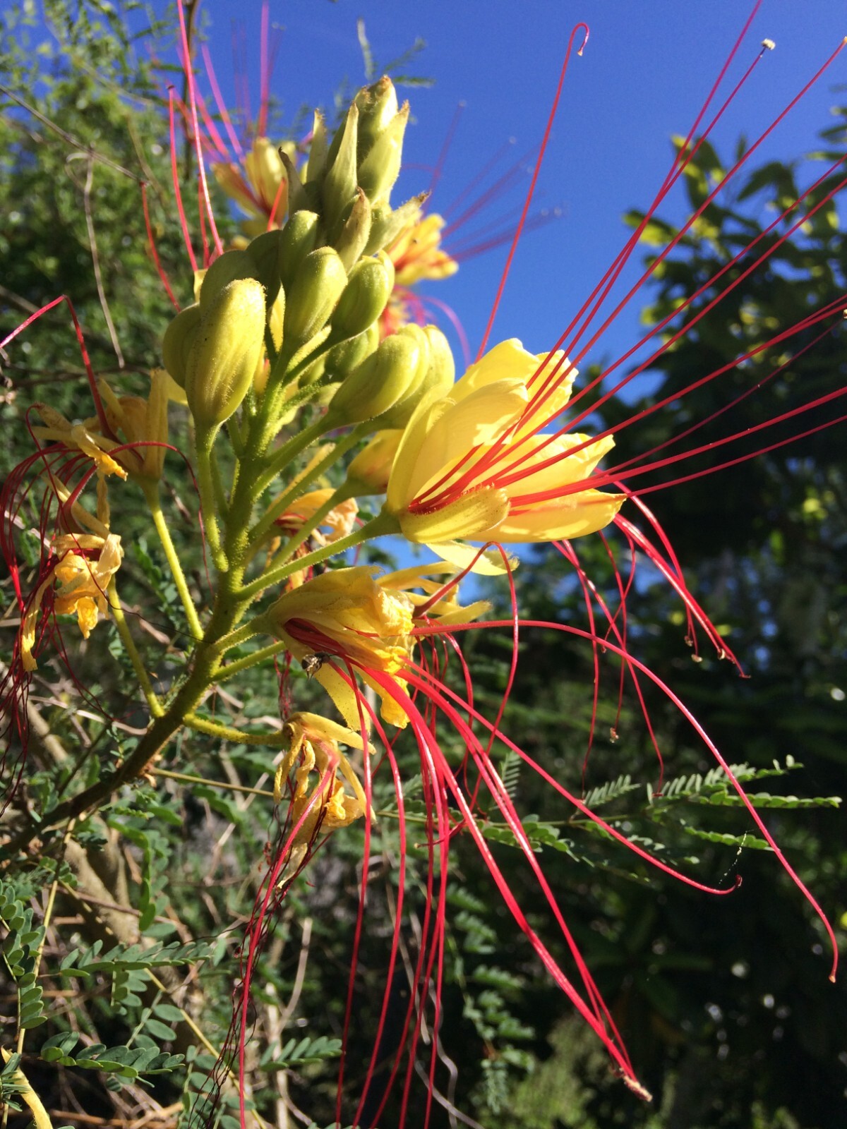 Caesalpinia gilliesii Bird of Paradise Shrub 10 seeds