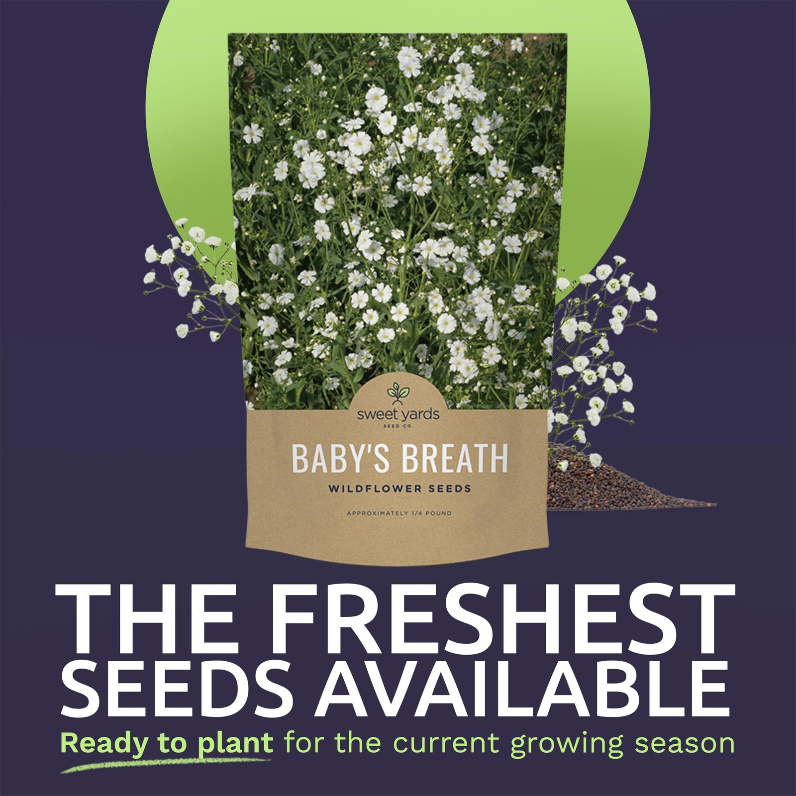 Showy Baby’s Breath Seeds – Bulk Quarter Pound Bag – 1/4 Bag, White