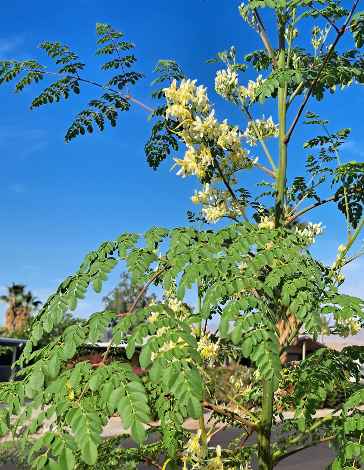Malunggay Seeds Moringa oleifera for planting Newly Harvest 250 Seeds US Grown