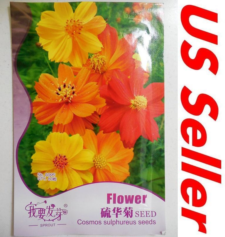 60 Seeds, Cosmos Sulphureus Seeds G95, Garden Flower Seeds US Seller