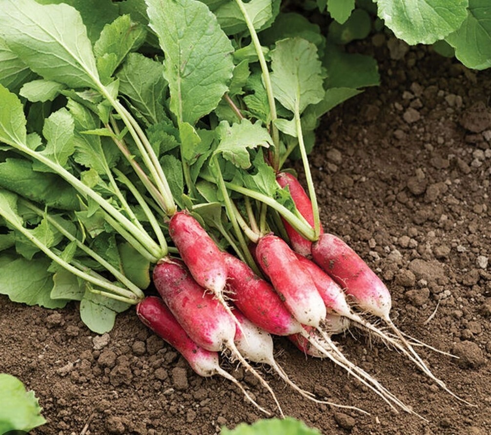 RADISH SEEDS 200+ FRENCH BREAKFAST survival VEGETABLE garden- Easy Grow