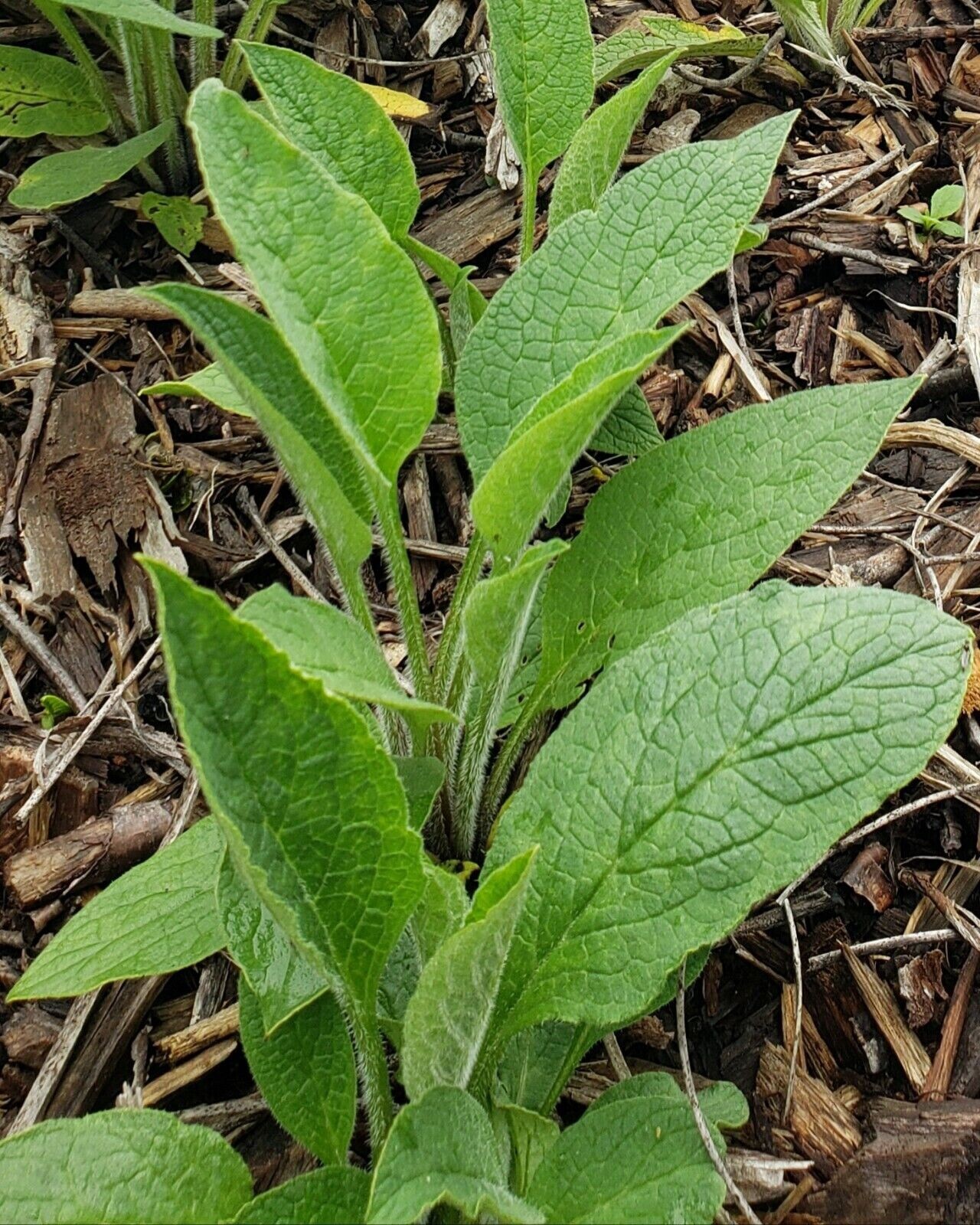 1 organic COMFREY Bocking 14 plant [not just roots] Healthy & Healing Herb