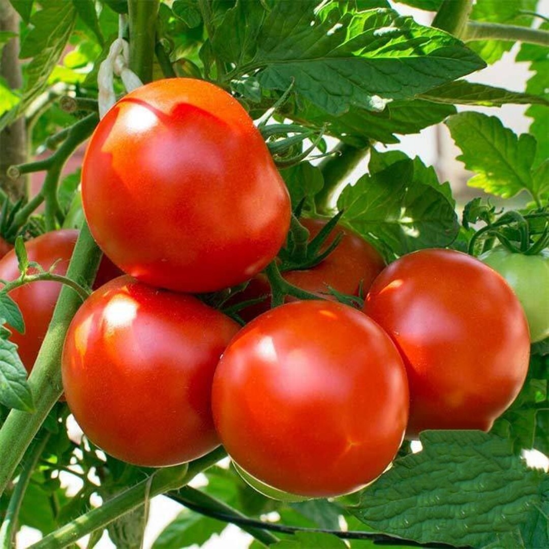 Oregon spring Tomato Seeds | 50+ Seeds | Non GMO