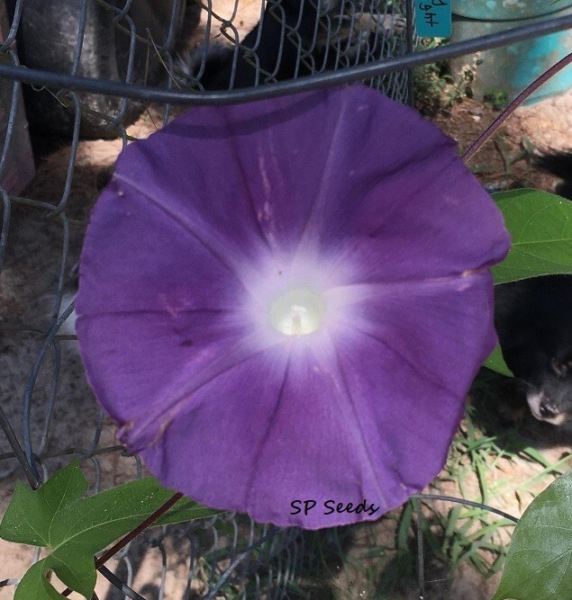 Gray Twilight – Japanese Morning Glory – ipomoea NIL – 6 seeds