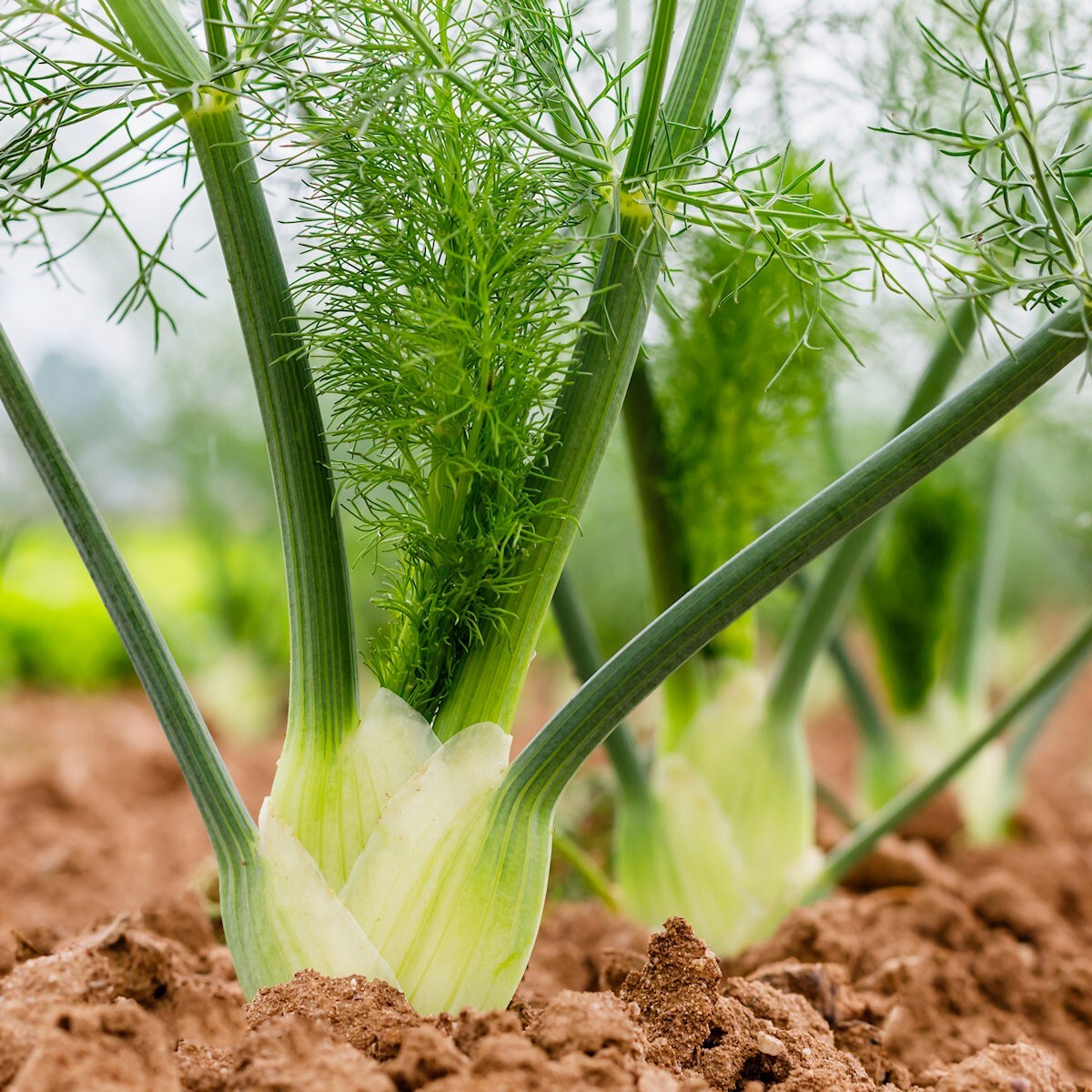 500 Florence Fennel Herb Seeds – Everwilde Farms Mylar Seed Packet