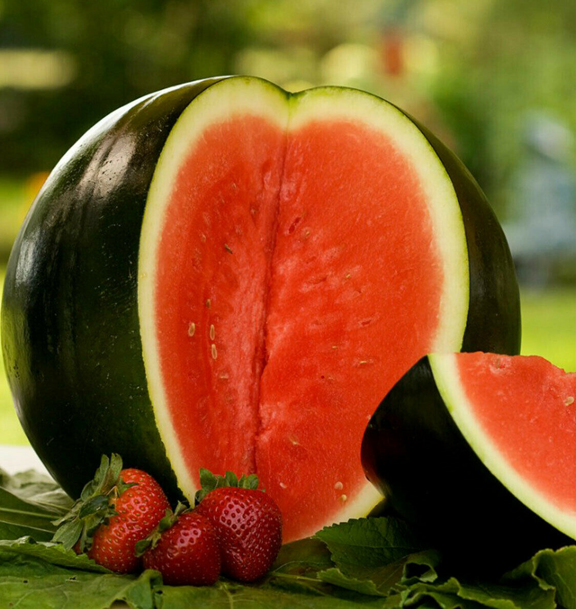 Sugar Baby Watermelon Seeds | Icebox Mini Melon Personal Sized Fruit Seed 2024