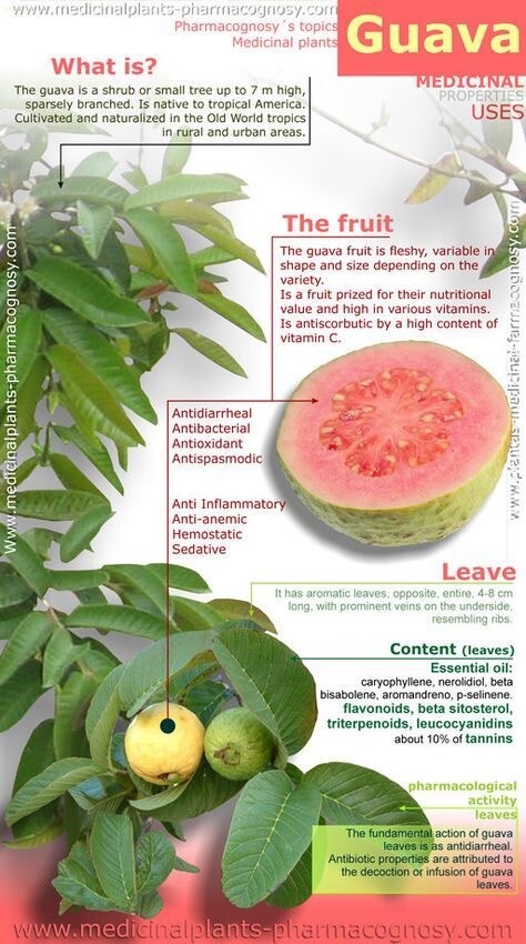 25 Mexican Pink Guava Fruit Seeds Rare Garden Organic NonGMO Grow Sweet Tree
