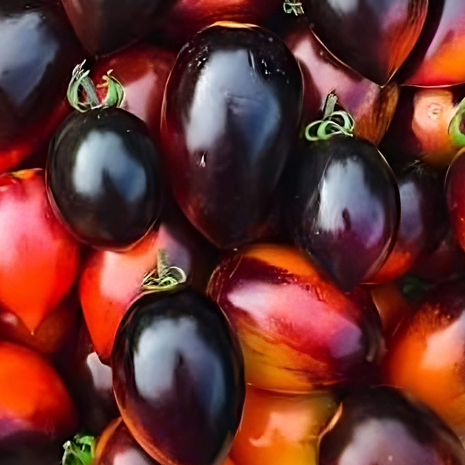 Midnight Roma Tomato Seeds | Heirloom / Non-GMO | Free Shipping | 1301