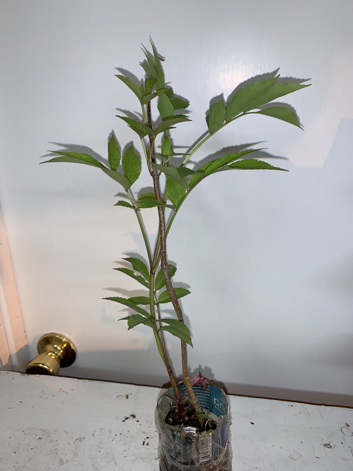 One live rooted plant of Elderberry, Sambucus nigra, shipped bare root.