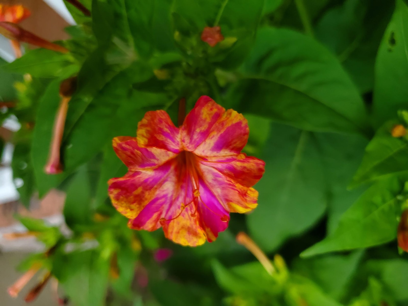 4 O’clock , Marvel Of Peru Seeds