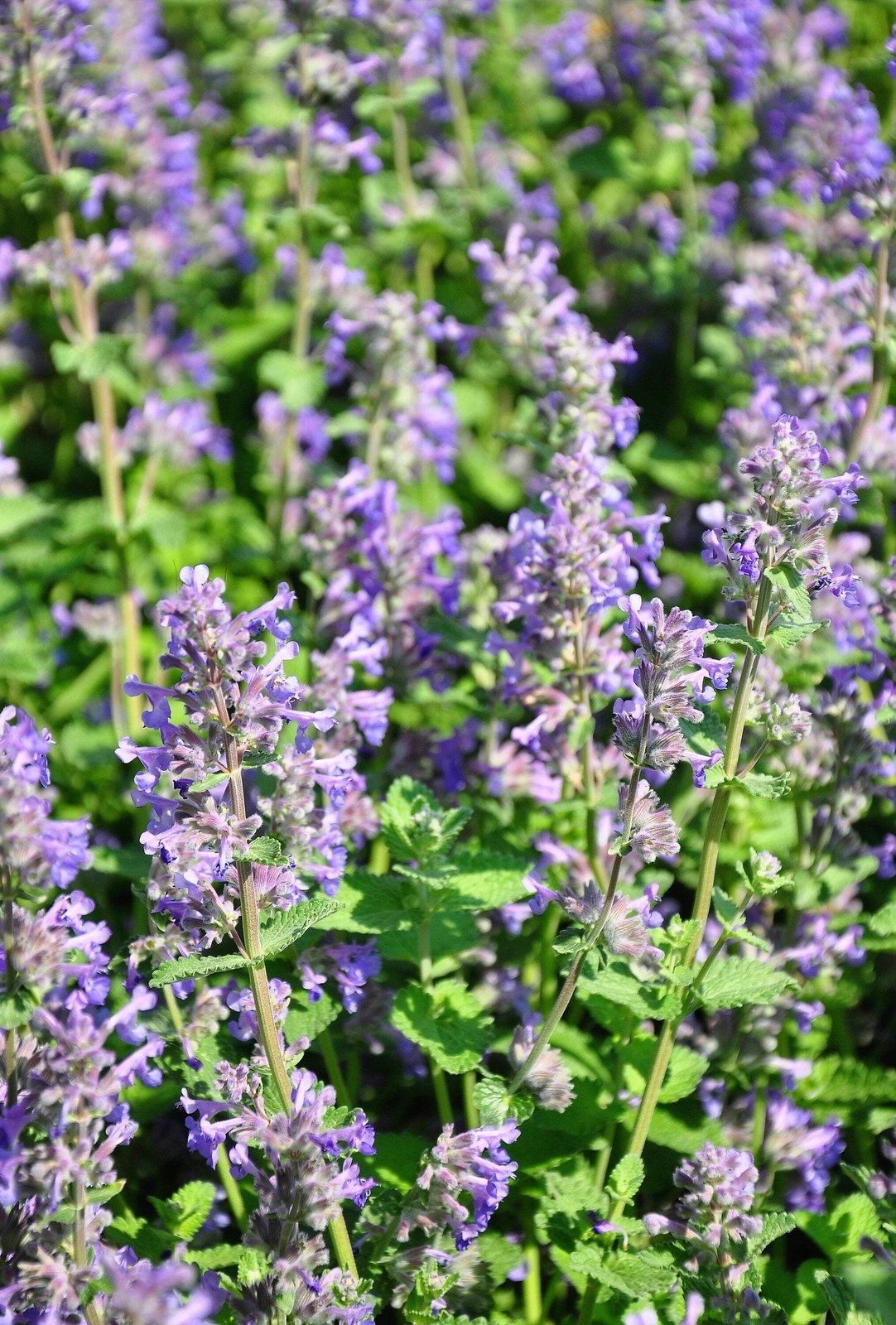 20 CALAMINT Lesser Calamintha Nepeta Officinalis Herb White – Lilac Flower Seeds
