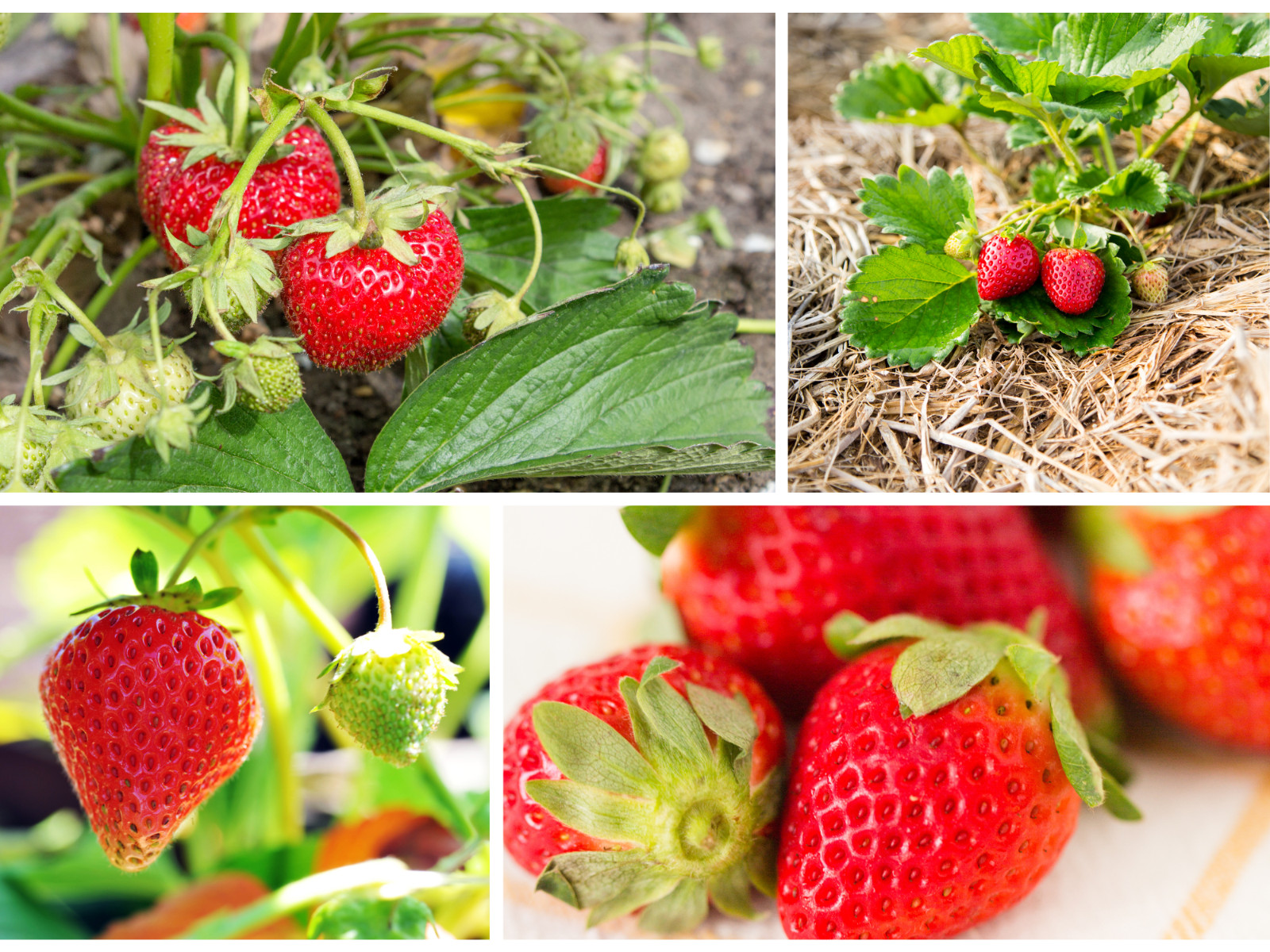 110 seeds| Red Strawberry Fruit Seeds #5006