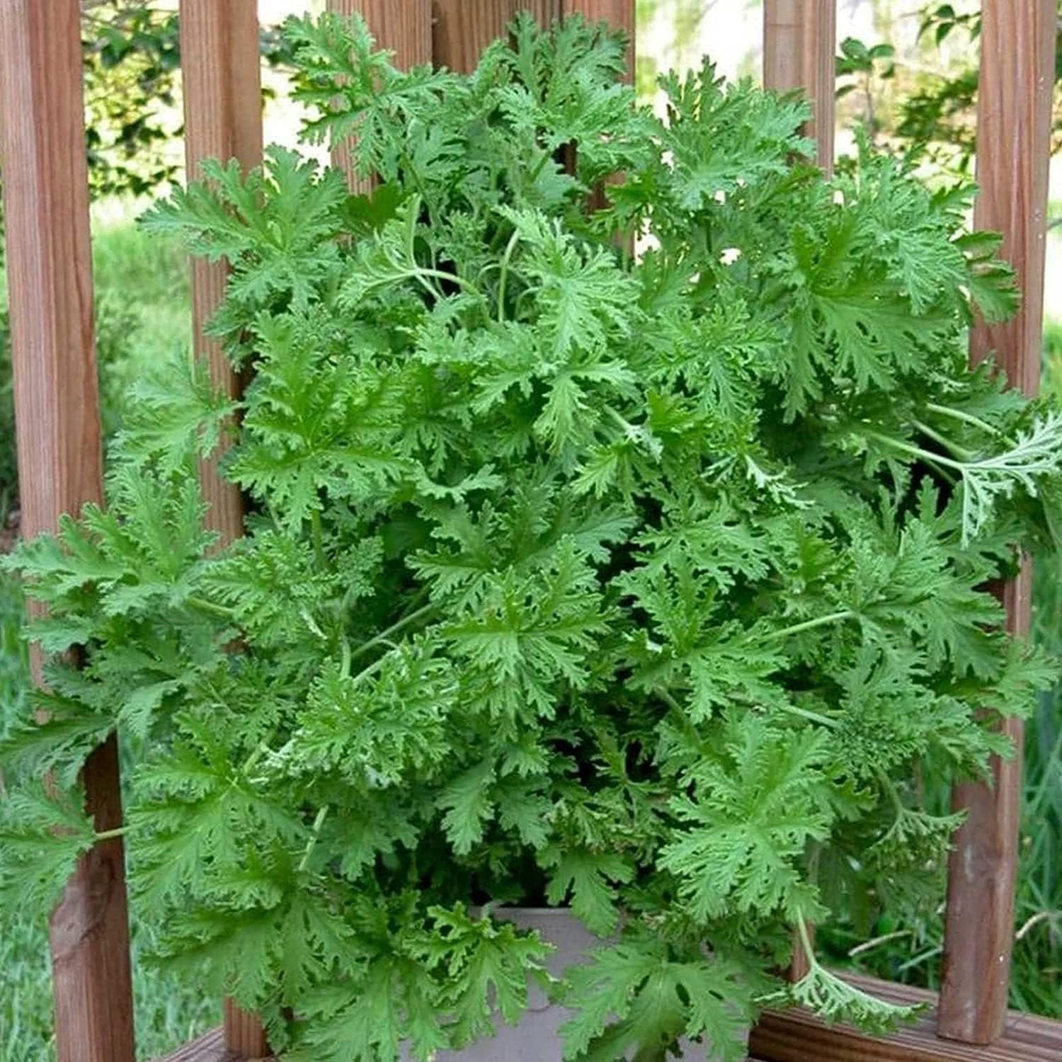 1500 Citronella Plant Seeds Citronella Plant Seeds Home Heirloom Garden Perennia