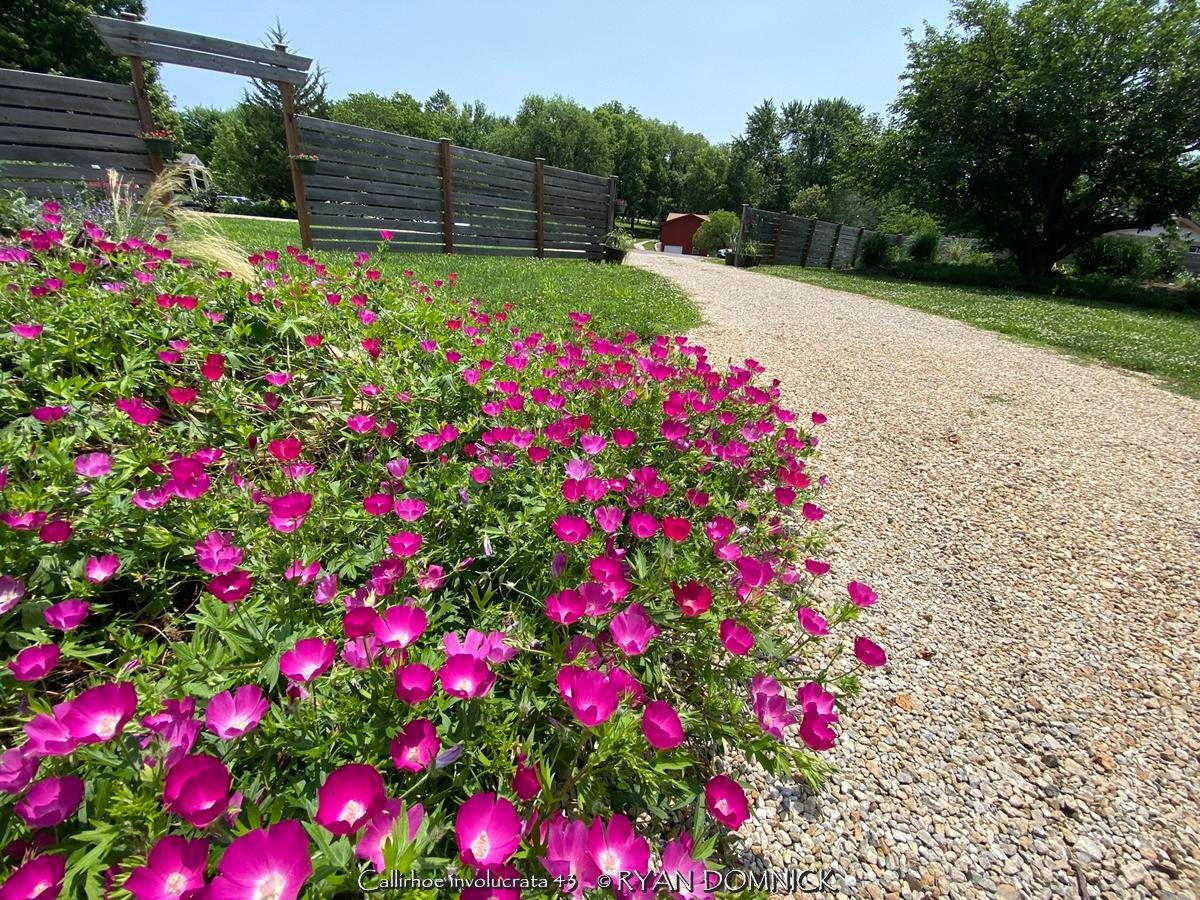 BULK SEEDS!…Callirhoe involucrata…Magenta Poppy Mallow / Winecups QTY/bag500