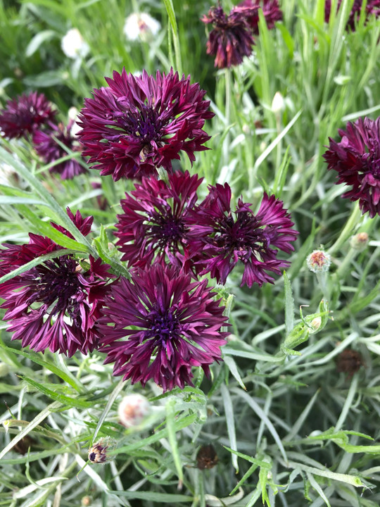 Black Ball Bachelor Button Seeds | Dark Purple Cornflower Corn Flower Seed 2024