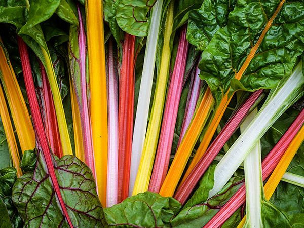 Rainbow Chard Mix Seeds | Organic
