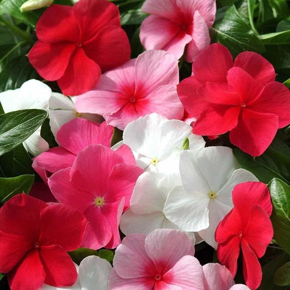 4000 Seeds Annual Vinca Periwinkle Ground Cover & Flower Seed Mix for Planting