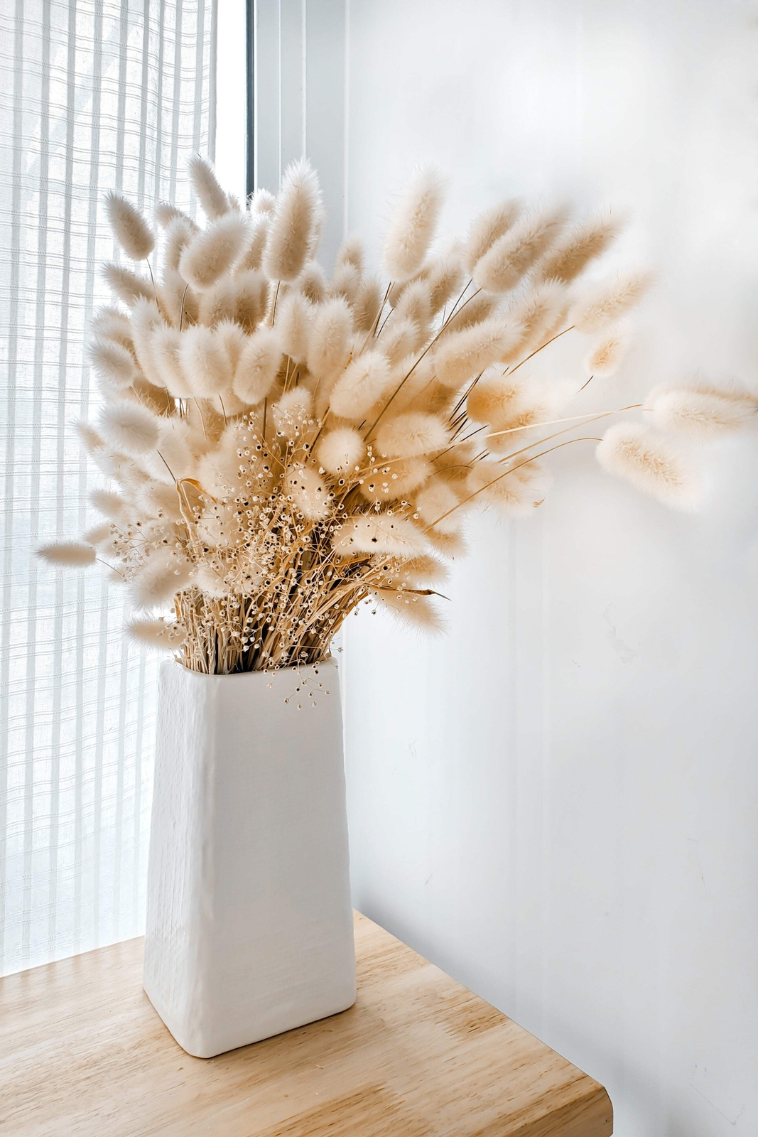 100 BUNNY TAILS GRASS (Hares Tail) Ornamental Lagurus Ovatus Seeds