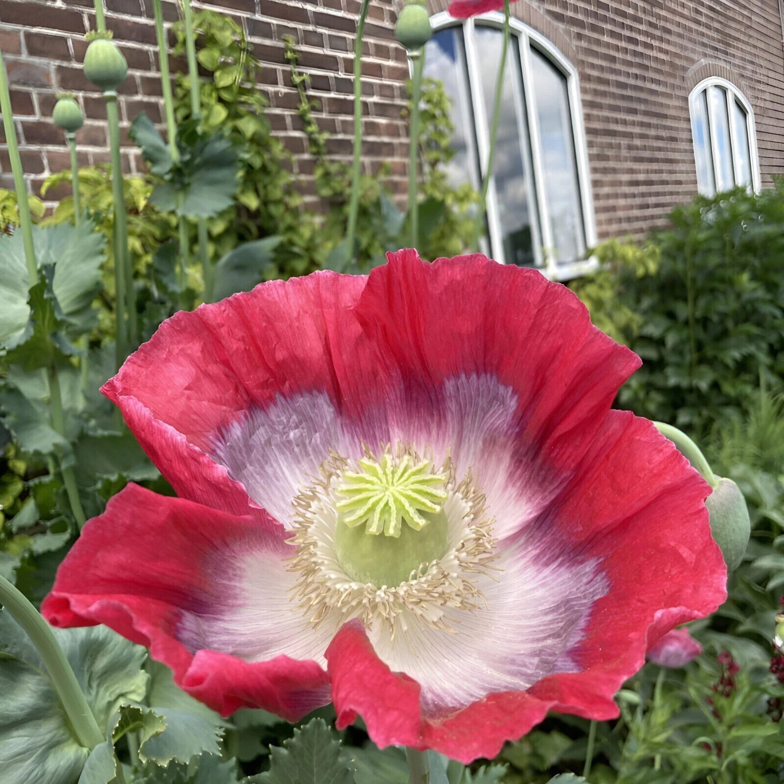 8000+ Giant Rattle Poppy Seeds – P. Somniferum – Massive Seed Heads&Huge Blooms