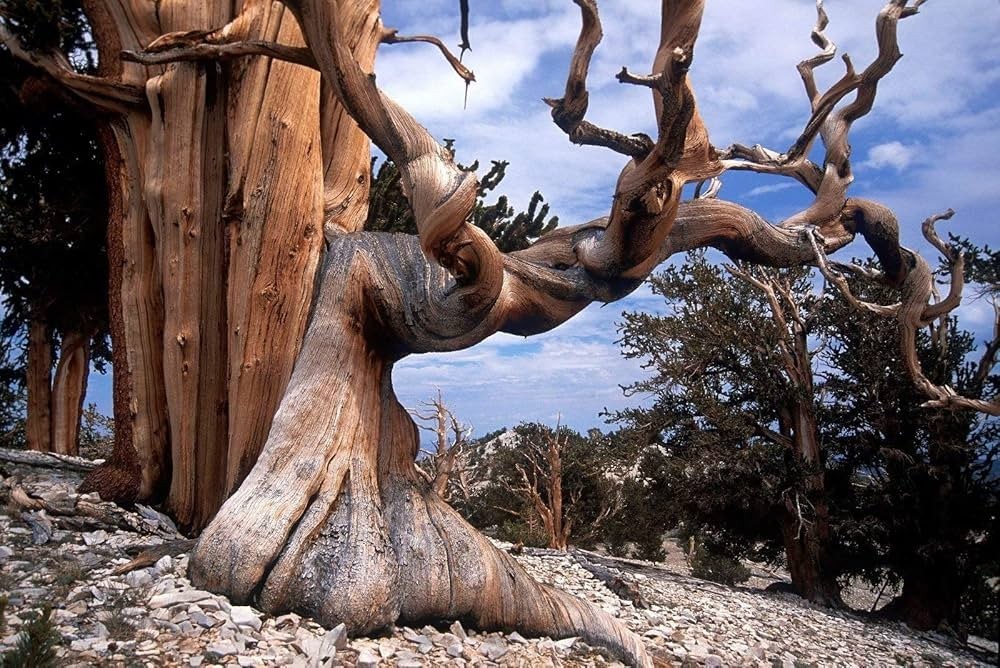 50+ Bristlecone Pine Seeds Pinus aristata Oldest Living Tree Rocky Mountain