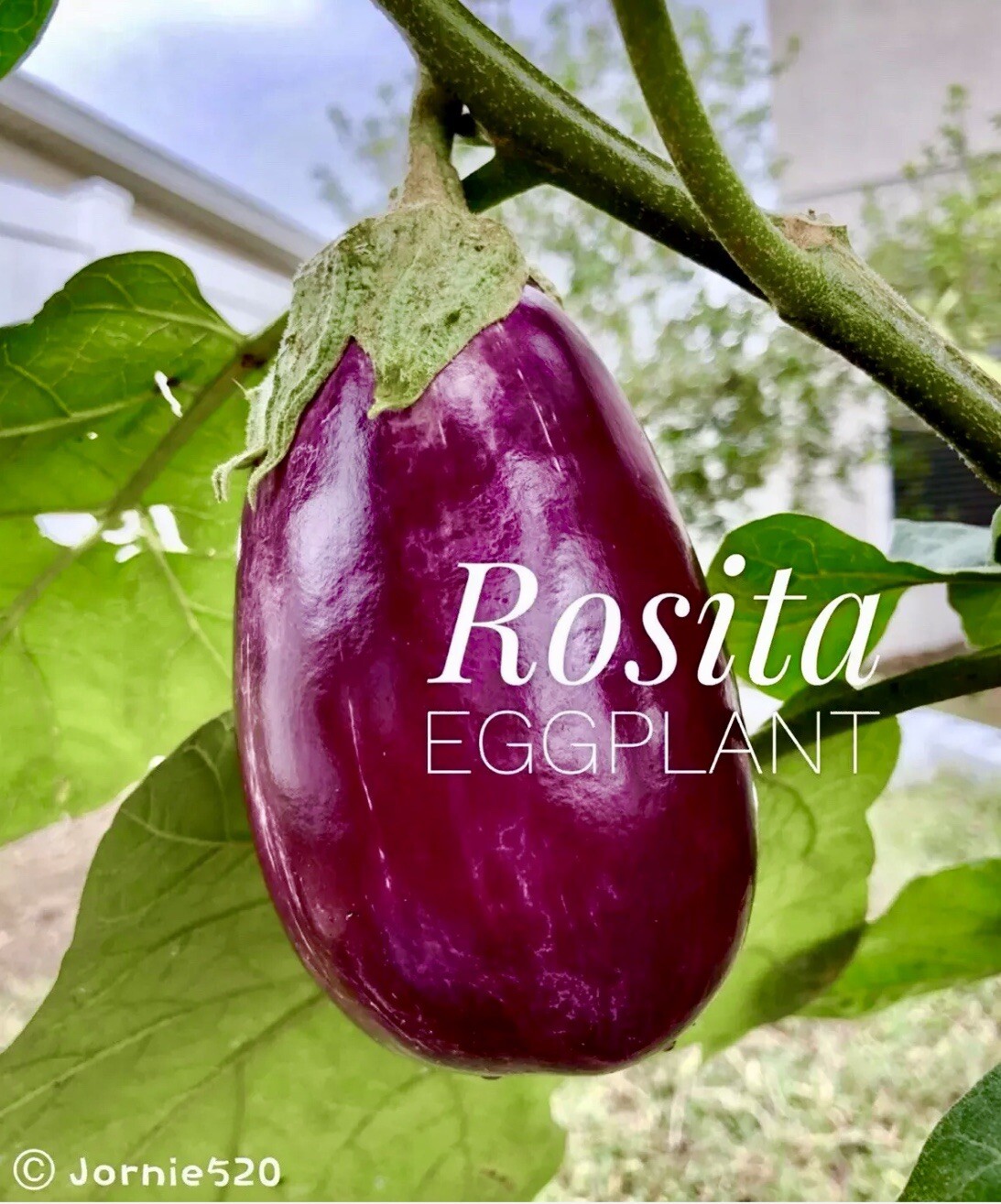 RARE✿ Puerto Rico Heirloom Rosita Eggplant 15 Seeds ●Non-bitter