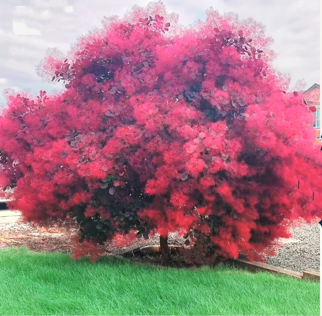 120 Seeds Dwarf Smoketree Royal Purple Tree Rare flowering Cotinus coggygria