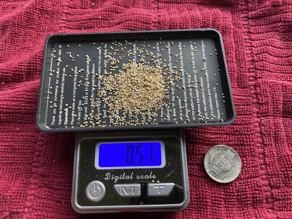 GENUINE – Afghan “Special” Poppy Seeds – 1/2 gram ~1500 seeds – Izmir Galania