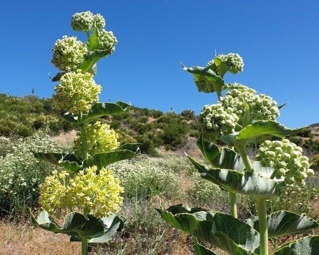 Desert Milkweed seeds (Asclepias Erosa) – 20 seeds-