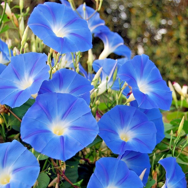 40+Blue MORNING GLORY Flower Seeds Climbing Flowering Vine Container Pollinators