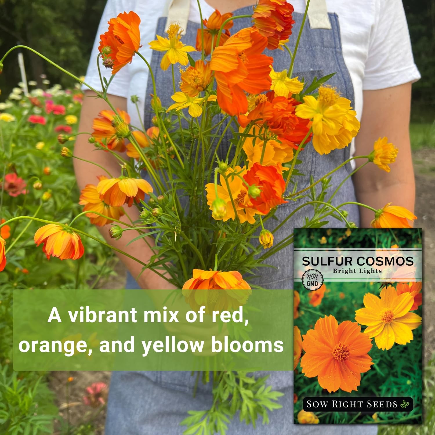 Bright Lights Sulfur Cosmos Seeds NonGMO, Easy to Grow, Attract Pollinators