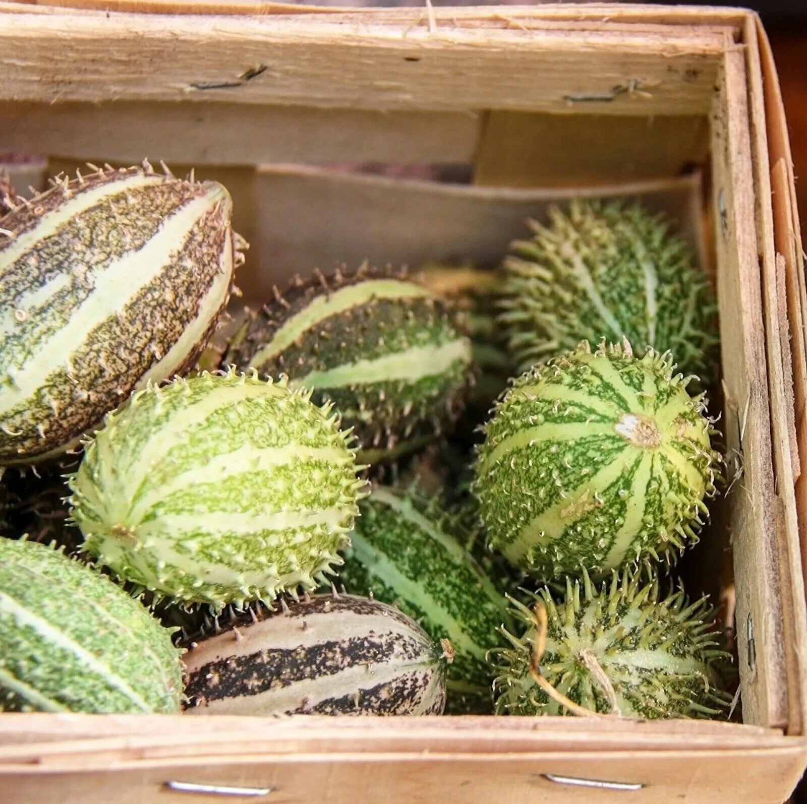 50+ West Indian Gherkin Seeds – Burr Spike Cucumber – Heirloom ———– RARE