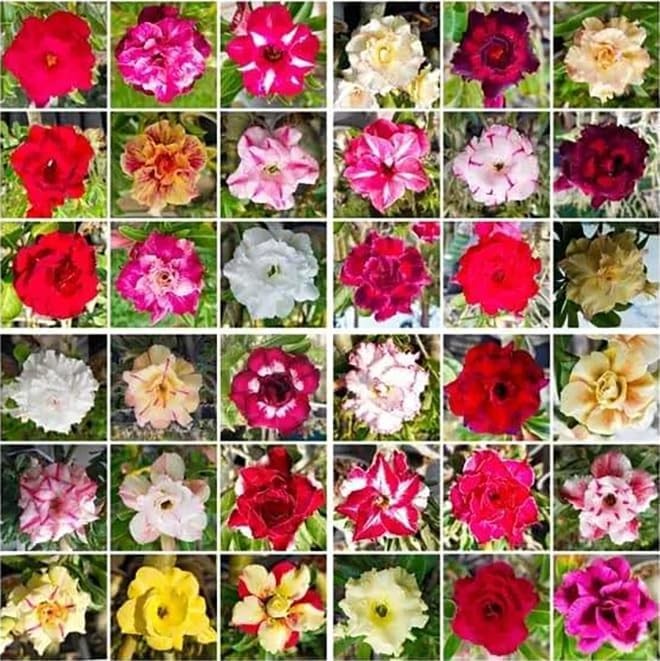 20 Desert Rose Seeds, Mixed Colors, Adenium obesum, Non-GMO Heirloom | Exotic fl