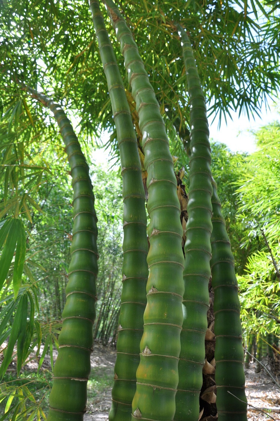 50 Buddha Belly Bamboo Seeds Privacy Plant Garden Clumping Shade Screen US SELL