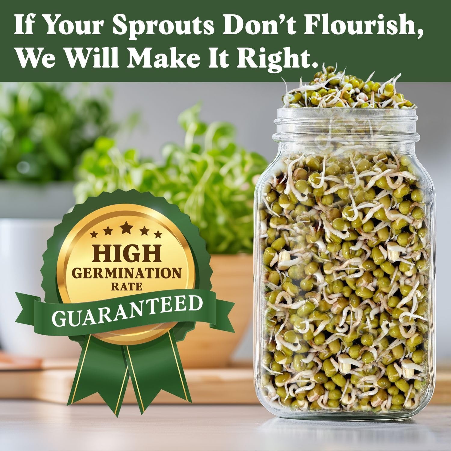 Organic NonGMO Mung Bean Seeds for Sprouting 8 oz Bag, 24 Servings