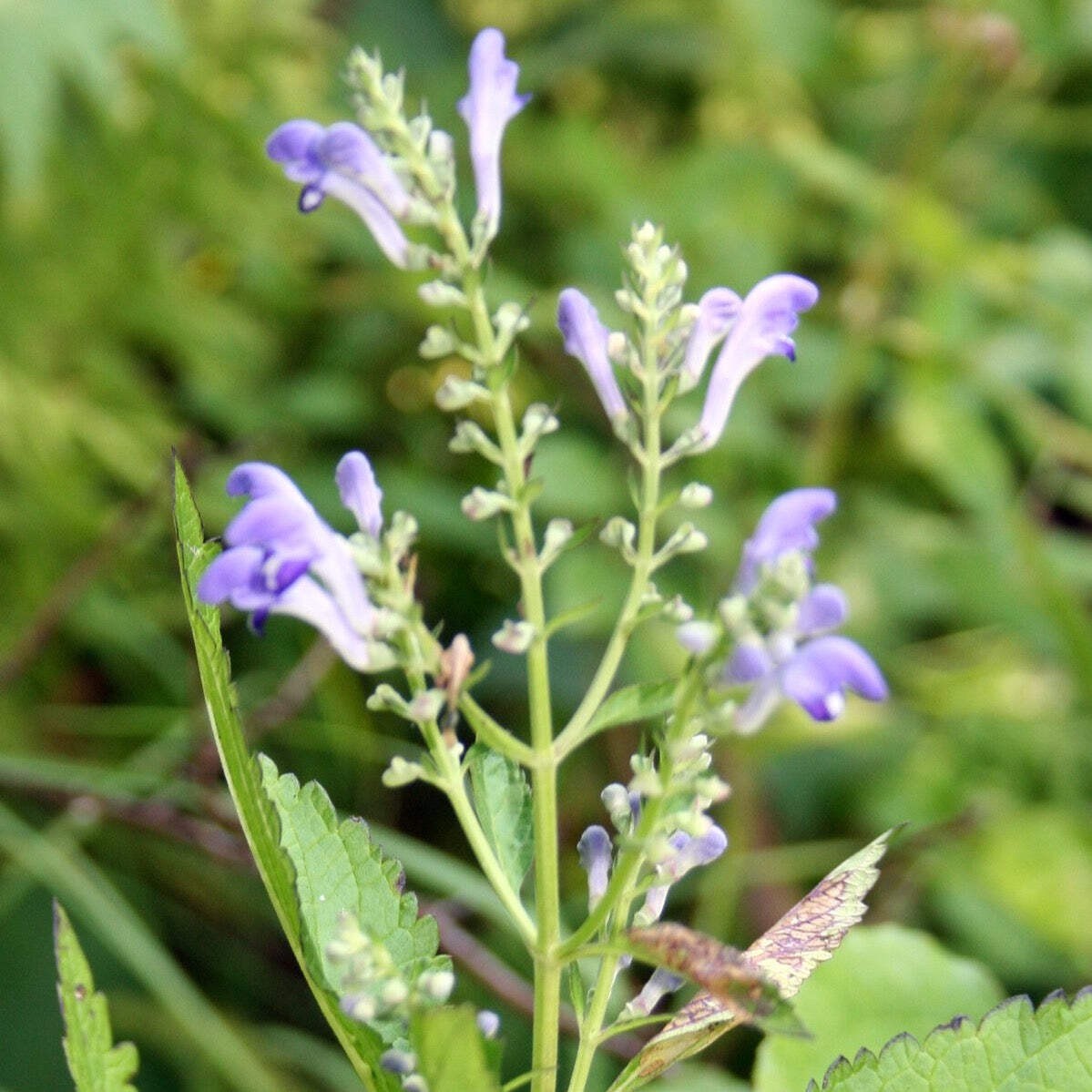 Skullcap (Mad Dog) Seeds (Scutellaria lateriflora) ~Traditional Herb Garden
