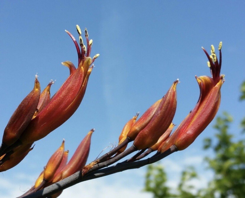 New Zealand Flax, Phormium Tenax – 50 Seeds 2024 – USA