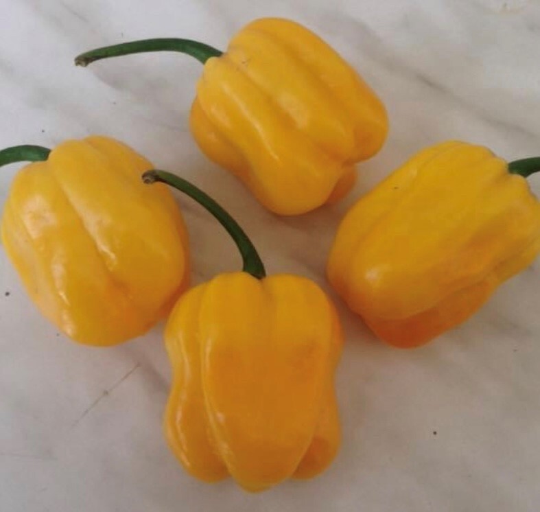 Caribbean Yellow Habanero Pepper Seeds | Hot | Organic