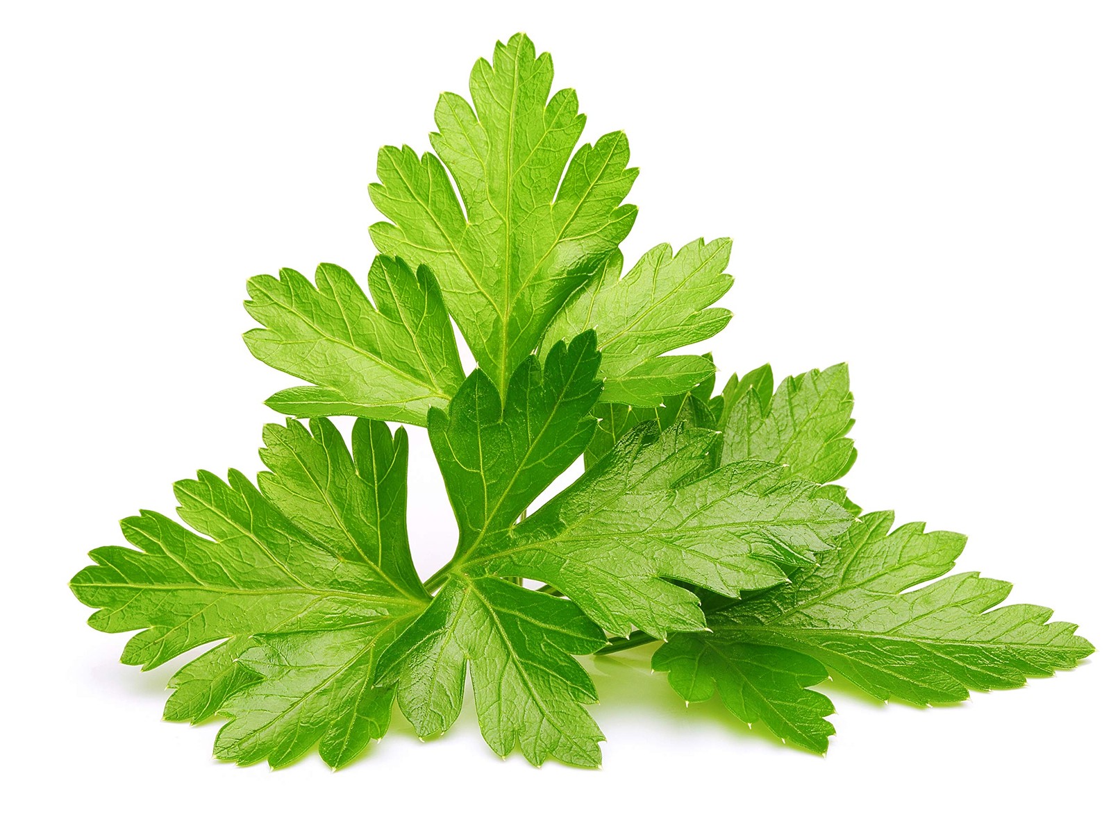 Smart Garden Cilantro/Coriander Plant Pods, 3-Pack