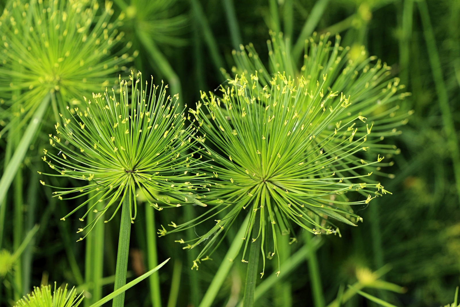 20 Cyperus PAPYRUS Paper Reed Water Plant Egyptian Nile Grass Yellow Flower Seed