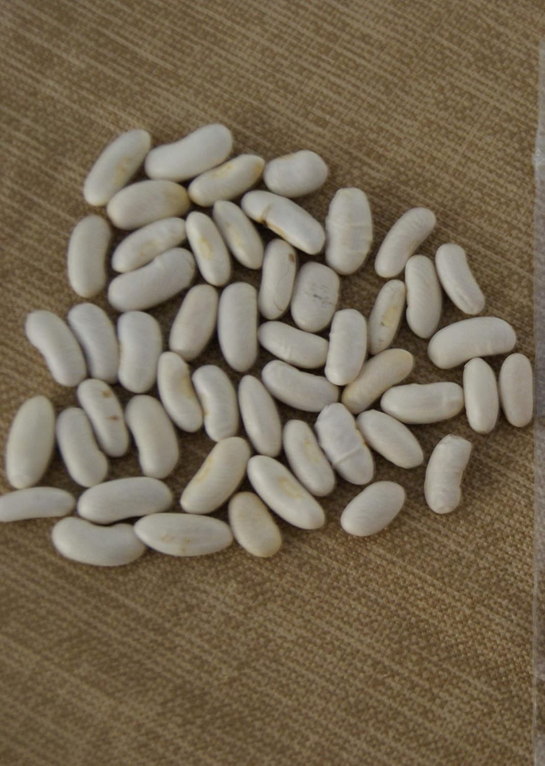 Blue Lake Fm1K Pole Green Beans 50 Seeds Long, Tender Pods Crisp Texture