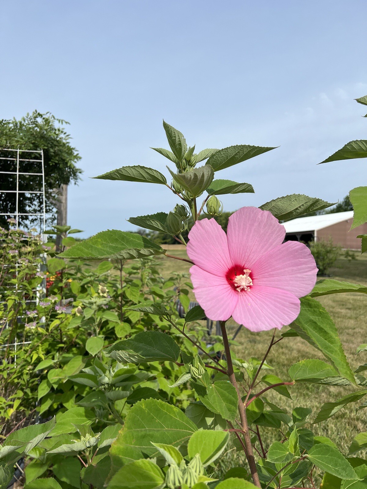 Hibiscus, Giant Hardy Hibiscus Seeds 25+/Packet Mixed Colors, Dinner Plate Sized