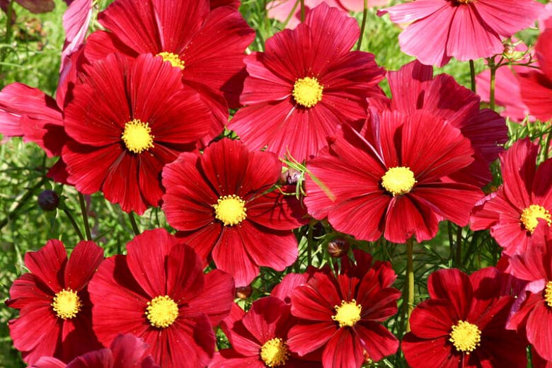 Cosmos Bipinnatus -Rubenza seed