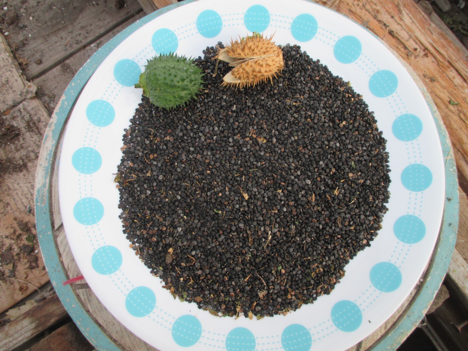 1/2 Cup! Sacred Datura Trumpet Flower, Angel Trumpet, Moon Flower