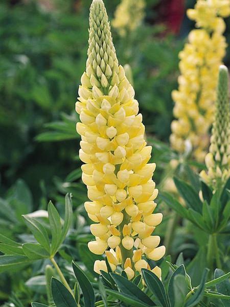 51+LUPINE RUSSELL MIX Seeds Native Wildflower Pollinators Cut Flowers Perennial