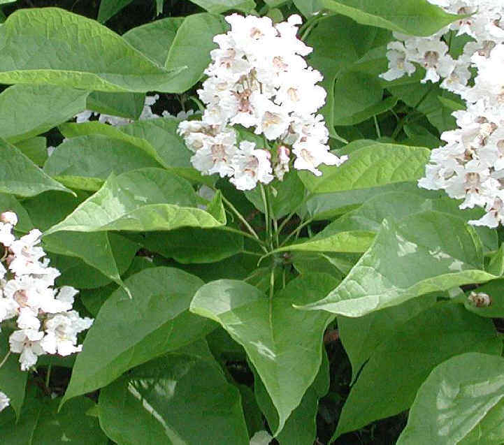 Exact plant #26 Catalpa speciosa , 6-7 year old stubby bonsai,Northern catalpa,