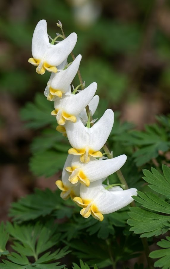 20 Dutchman’s Breeches (Dicentra cucullaria) bulbs-root systems
