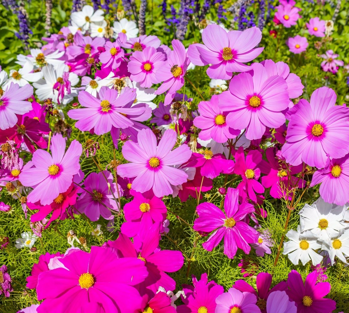 Bulk Seeds Mix Cosmos (Cosmos bipinnatus) Non-GMO Seeds Long Lasting Bloom 500+