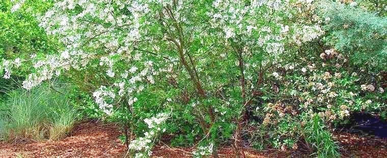 20 FATHER DAVID’S SOPHORA SEEDS – Sophora davidii