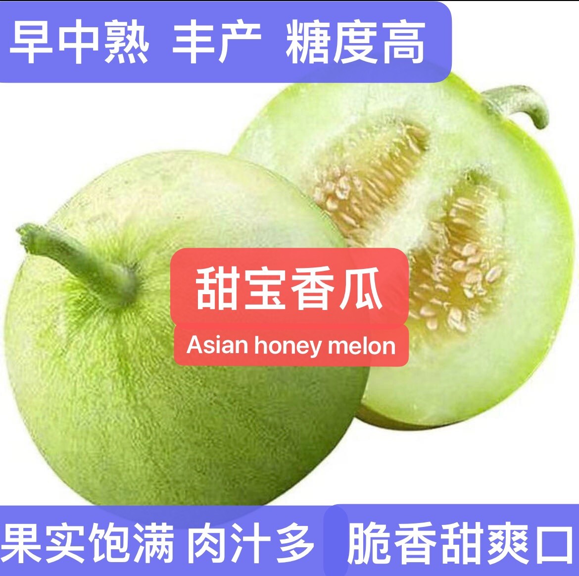 20+ Asian honey melon Seeds 20多粒甜宝甜瓜香瓜种子.2023年新种