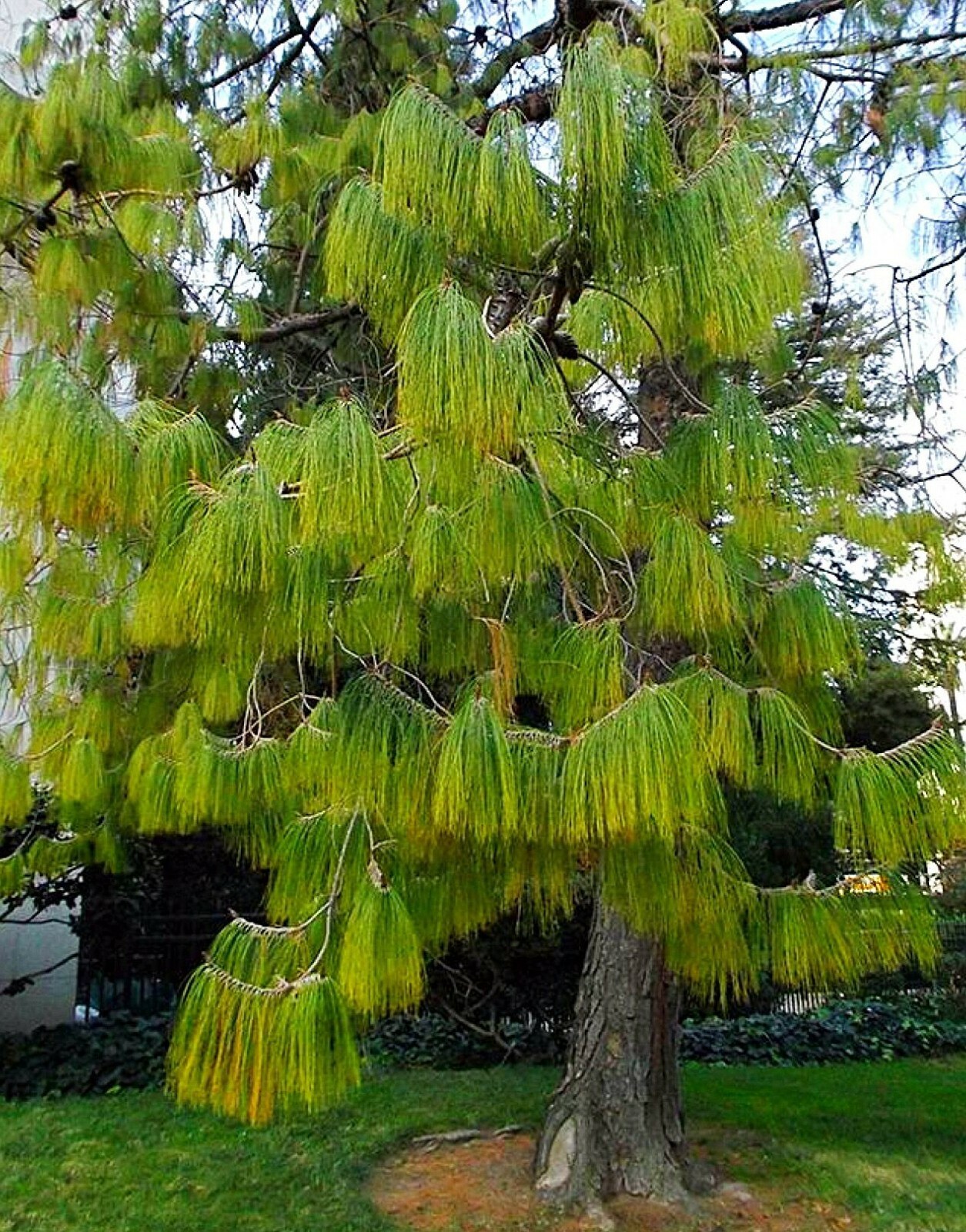 Pinus patula Ocote Nacho Mexican Weeping Pine 30 seeds